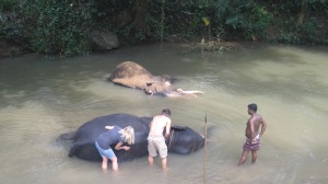 Les elephants de Milleniun pres de Kandy