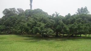 Le jardin botanique de Peradeniya a Kandy - Sri Lanka