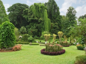 Le jardin botanique de Peradeniya a Kandy au Sri Lanka