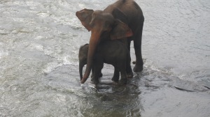 L'orphelinat des elephants de Pinnawela pres de Kandy - Sri Lanka