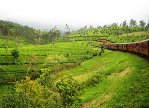Train dans les plantations de the du Sri Lanka