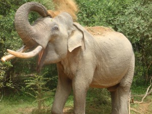 Éléphant au parc national de Yala, Sri Lanka