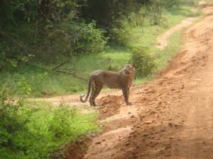 Léopard au parc national de Yala, Sri Lanka