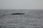 Baleines bleues a Mirissa