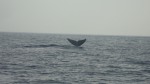 Queue de baleine bleu a Mirissa, Sri Lanka